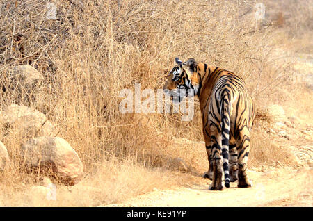 Tigre del Bengala, il Parco nazionale di Ranthambore Foto Stock
