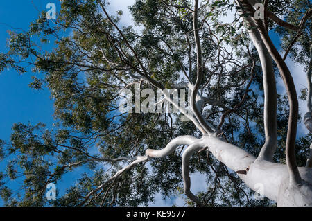 Primo piano di un enorme albero di eucalipto con un bel blu cielo estivo Foto Stock