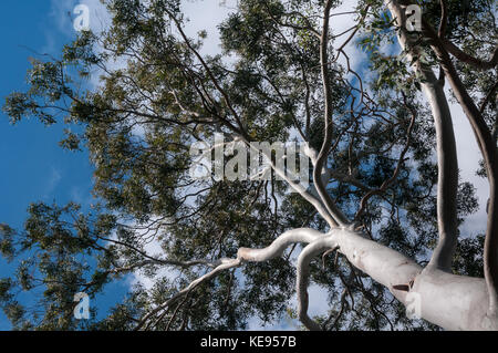 Primo piano di un enorme albero di eucalipto con un bel blu cielo estivo Foto Stock