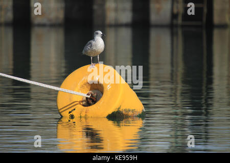 Giovani aringhe gull permanente sulla boa Foto Stock