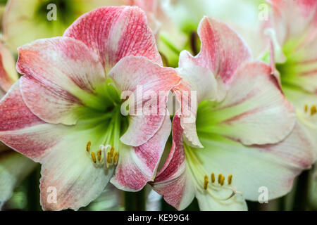 Hippeastrum 'Apple Blossom' Amaryllis Foto Stock