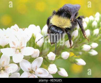 Bumblebee, bombus californicus, sul collo di cigno, loosestrife lysimachia clethroides. Foto Stock