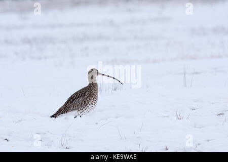 Eurasian curlew Foto Stock