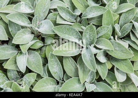 Agnello-orecchio (Stachys byzantina) Foto Stock