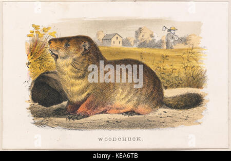 Marmotta (Boston Public Library) Foto Stock