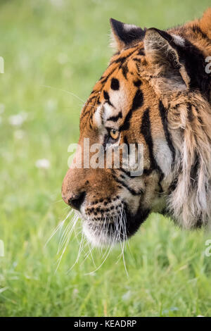 Ritratto di una tigre siberiana a riposo in un prato a Bozeman, Montana, USA. Animali in cattività. Foto Stock