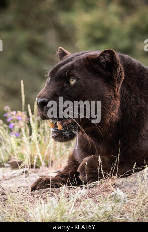 Black Panther ansimando in una giornata calda vicino a Bozeman, Montana, USA. Una pantera nera nelle Americhe è il melanistic variante colore nero della Jaguar (Pant Foto Stock