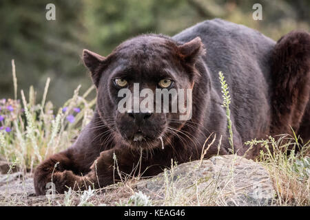Black Panther reclino, ma molto alert, vicino a Bozeman, Montana, USA. Una pantera nera nelle Americhe è il melanistic variante colore nero della Jaguar Foto Stock