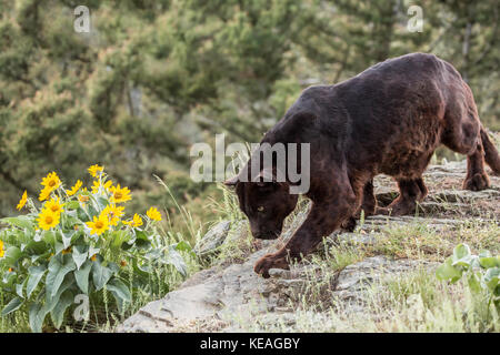 Black Panther alla ricerca di cibo vicino a Bozeman, Montana, USA. Una pantera nera nelle Americhe è il melanistic variante colore nero della Jaguar (Panthe Foto Stock