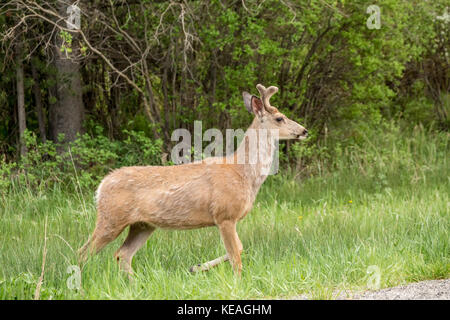 Mule Deer maschio con antlers precoce accanto a una strada rurale vicino a Bozeman, Montana, Stati Uniti. Foto Stock