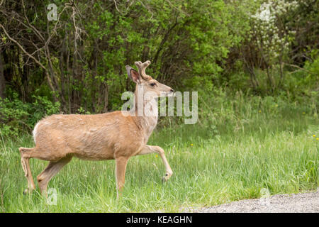 Mule Deer maschio con antlers precoce accanto a una strada rurale vicino a Bozeman, Montana, Stati Uniti. Foto Stock