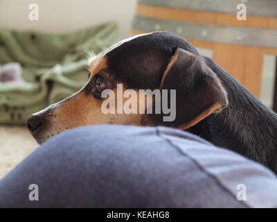 Whitney rat terrier guardando in lontananza Foto Stock
