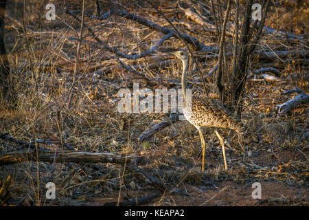 Rospo bustard nel parco nazionale di Kruger, sud africa ; specie lissotis melanogaster famiglia di otididae Foto Stock