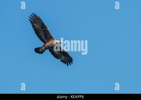 Golden Eagle di Scania in Svezia Foto Stock