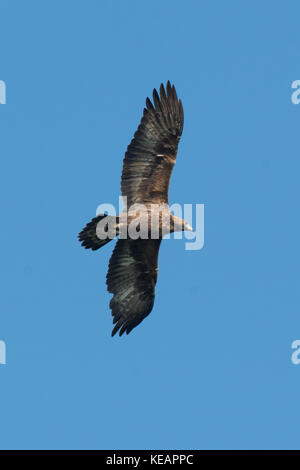 Golden Eagle di Scania in Svezia Foto Stock