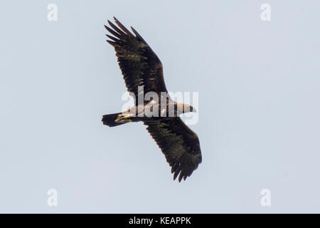 Golden Eagle di Scania in Svezia Foto Stock