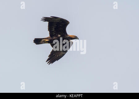 Golden Eagle di Scania in Svezia Foto Stock