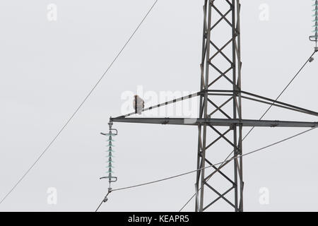 Golden Eagle di Scania in Svezia Foto Stock