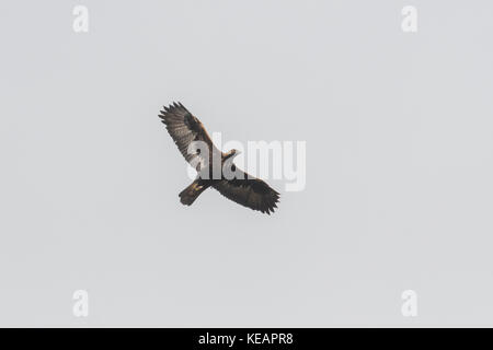 Golden Eagle di Scania in Svezia Foto Stock