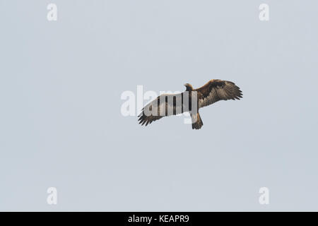 Golden Eagle di Scania in Svezia Foto Stock