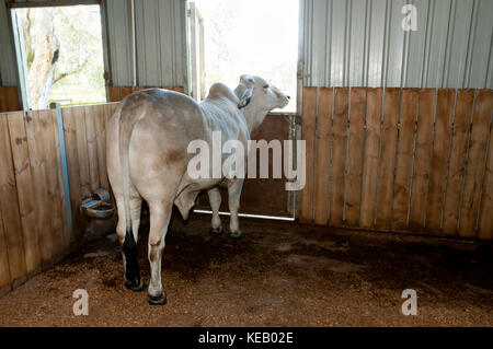 Bull in stabile Foto Stock