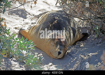 Otarie orsine australiane addormentate sulla spiaggia di Kangaroo Island. Questo ha trovato un po' d'ombra ed è felice di sognare i pesci, senza dubbio. Foto Stock