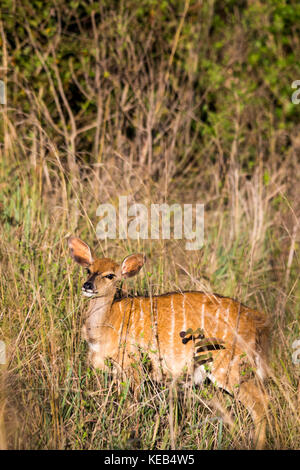 Femmina Kudu minore nella prateria di Swaziland, Mlilwane Wildlife Sanctuary, Africa Foto Stock