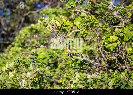 Bianco-fronteggiata Gruccione (Merops bullockoides) seduto su un ramo, sud africa Foto Stock