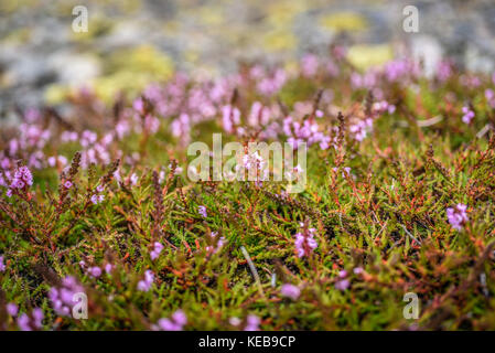 Campo di fiori di colore rosa di erica crescendo in Islanda, durante la stagione estiva Foto Stock