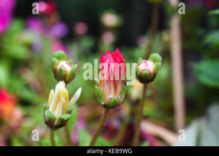 Boccioli di fiore in fiore nel giardino in Islanda, durante la stagione estiva. Foto Stock