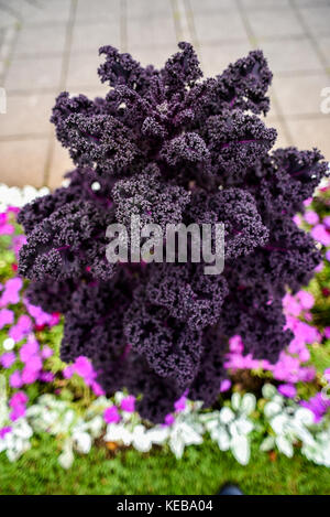 Cavolo rosso in fiore nel giardino tardo in Islanda. Foto Stock