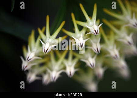 Centrostemma multiflora Foto Stock