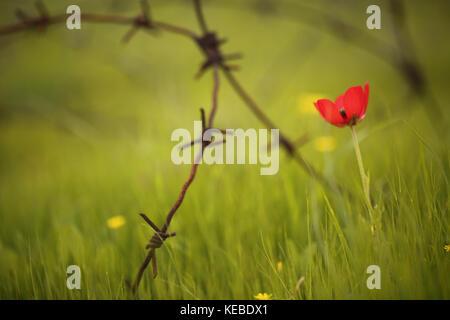 Ranunculus asiaticus (ranuncolo persiano o turbante buttercup) è una specie di buttercup (ranunculus) nativa per i paesi del Mediterraneo orientale in sout Foto Stock