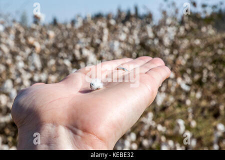 Le sementi di cotone su un palmo di una mano in un campo di cotone Foto Stock