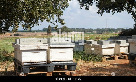 Alveari & fiori di campo in campo Foto Stock