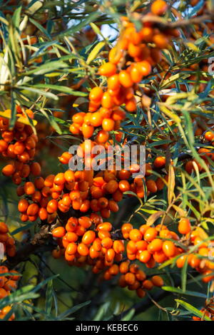 Hippophae rhamnoides nota nota come mare comune frangola arbusto Foto Stock