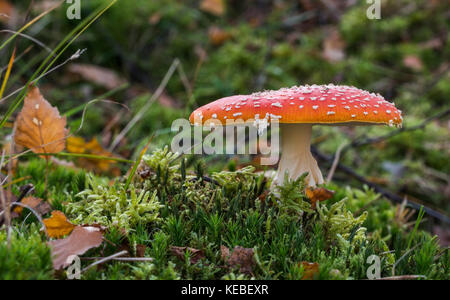 Amanita muscaria fungo Foto Stock