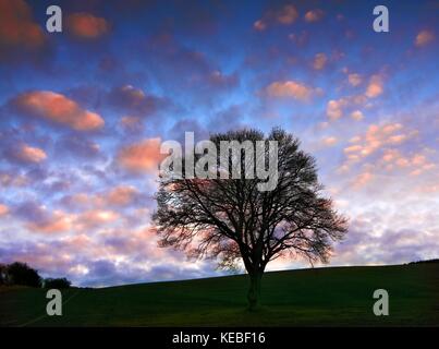 Una vista di una struttura ad albero stagliano contro un suggestivo tramonto in Northumberland, Inghilterra. Foto Stock