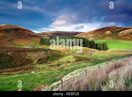 Un autunno vista sul caratteristico paesaggio collinare di Northumberland, Inghilterra Foto Stock