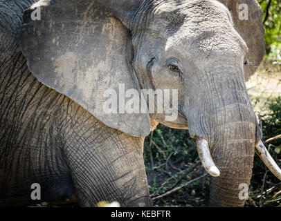 Giovane elefante che mostra il muschio close-up, Tanzania IL SERENGETI Foto Stock