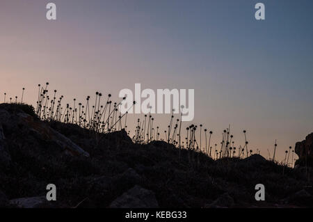 Un tramonto mozzafiato e un campo di Taraxacum officinale, il comune tarassaco, una fioritura piante erbacee perenni pianta della famiglia asteraceae Foto Stock