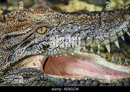 Estrema vista ravvicinata di un coccodrillo di acqua salata (Crocodylus porosus) testa rivelando la texture della pelle con denti sporgenti. borneo wildlife Foto Stock