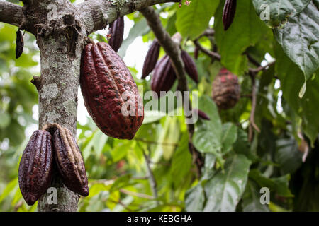 Albero di cacao (Theobroma cacao) cresce in un ambiente naturale nei tropici con frutti maturi appesi e maturi per il picking. close-up di frutta di cacao Foto Stock