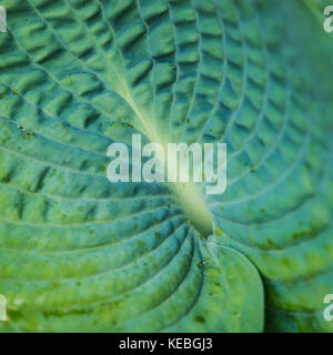 Una macro shot di hosta foglia. Foto Stock