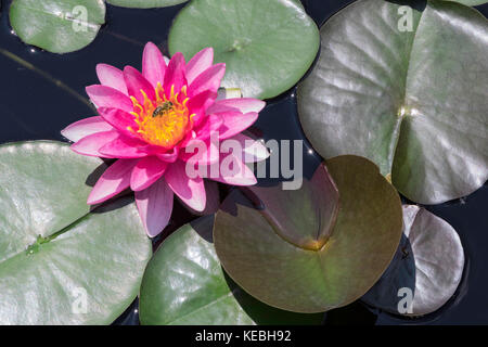 Fiore di giglio di acqua e ape Foto Stock