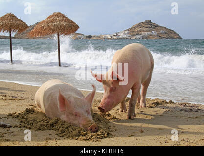 I suini a rilassarci in spiaggia a Mykonos, Grecia Foto Stock