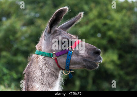 Llama colpo alla testa di profilo, indossando il collare di testa. Foto Stock