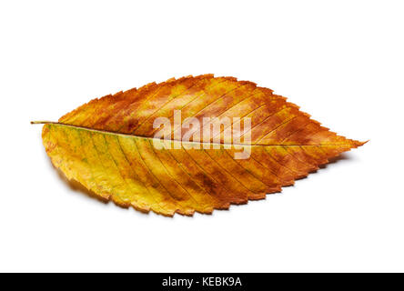 Dorata radiante giallo arancione elm leaf isolato su bianco. Foto Stock