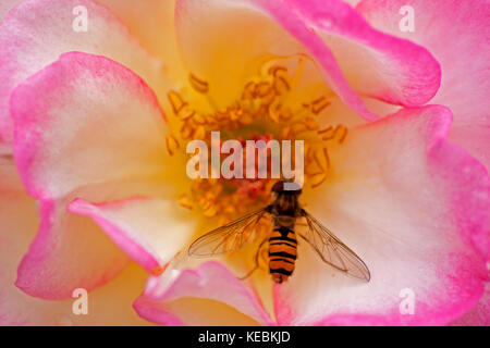 Hoverfly su rosa Foto Stock