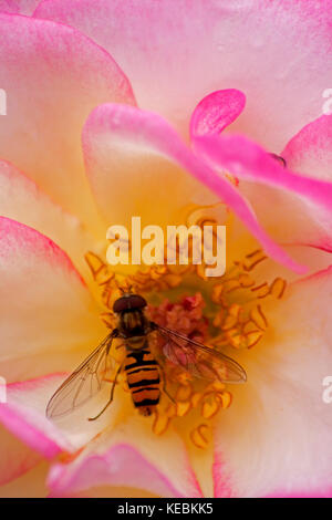 Hoverfly su rosa Foto Stock